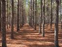 Longleaf Pine Trees