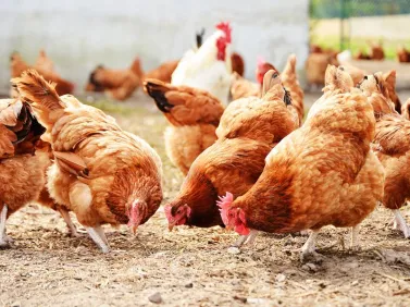 chickens