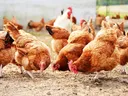 chickens