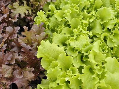 Fall Garden Greens