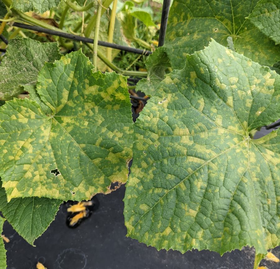 Downy mildew symptoms
