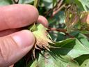 Fingers holding a young cotton boll emerging from a lobed cotton leaf