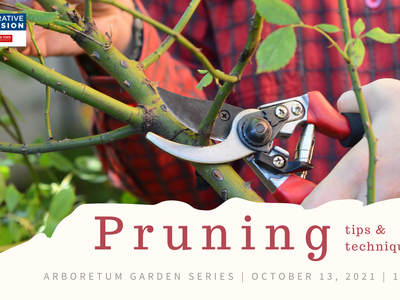 pruning tips