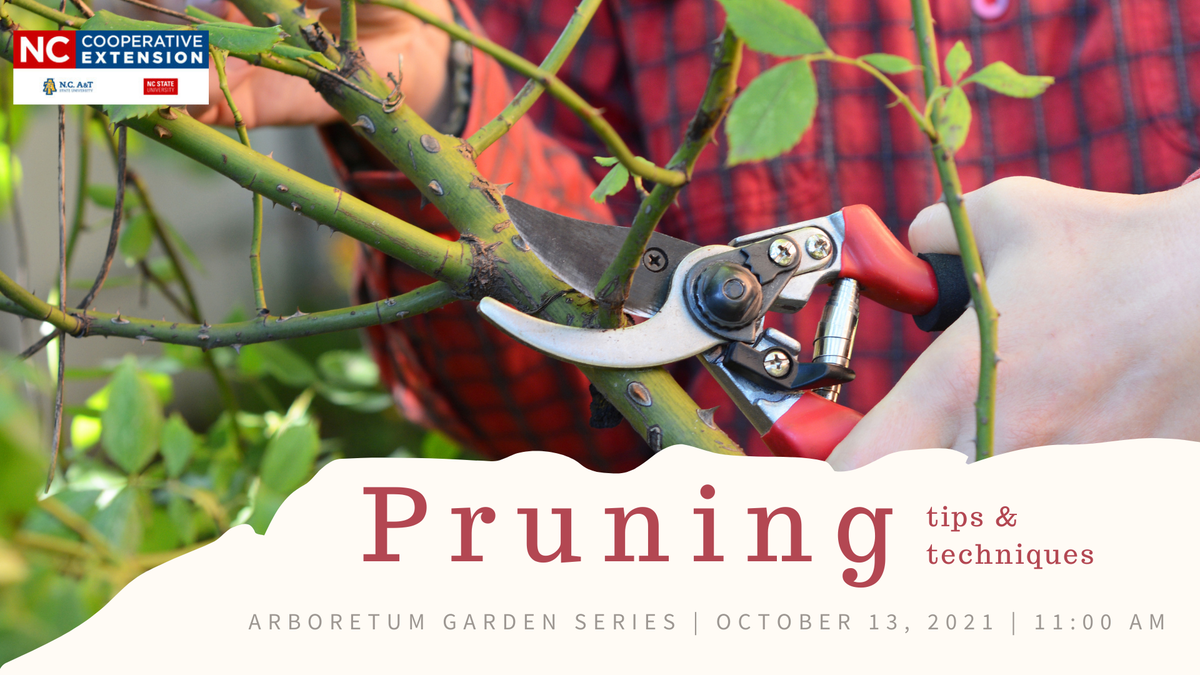 pruning tips