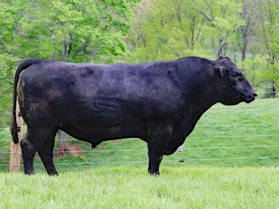 bull
