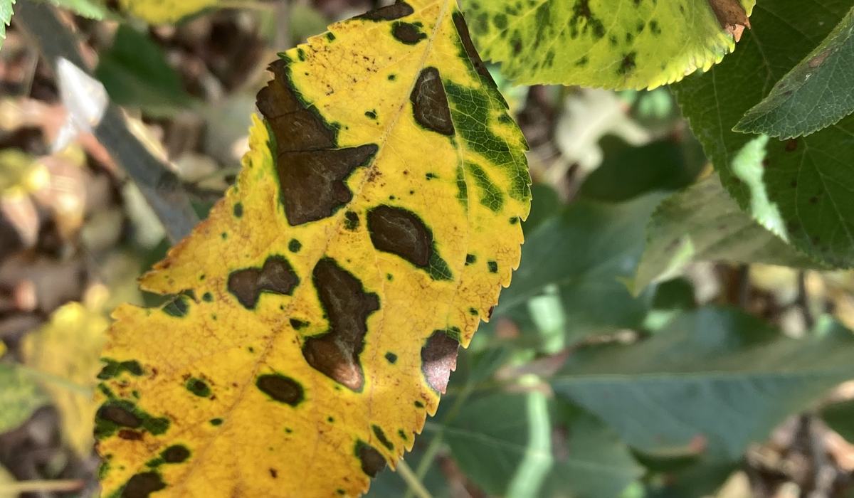 Apple Disease Update August 10, 2021 - Southern Appalachian Apples | NC ...