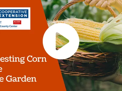 Harvesting Corn in the Home Garden