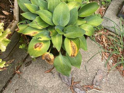 Plant with brown leaves