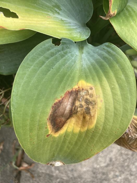 Leaf with brown spot