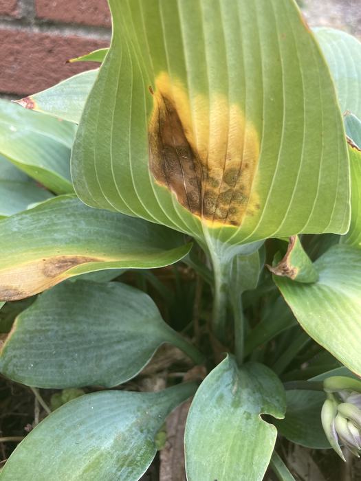 Underside of leaf with brown spot