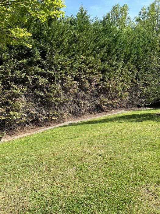 sick Leyland cypress