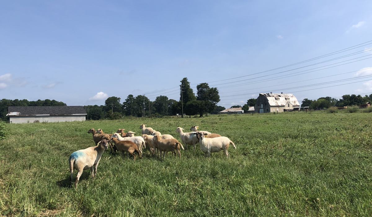 Small Ruminant Educational Unit - Goats and Sheep | NC State Extension