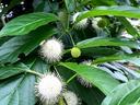 Buttonbush shrub with spherical white spiky flower clusters among green leaves