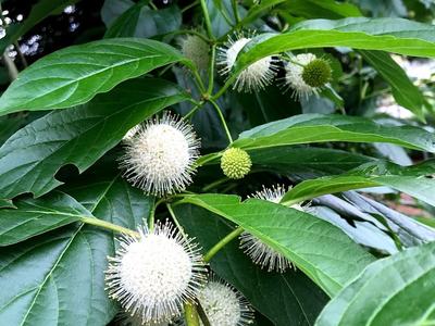 Buttonbush shrub with spherical white spiky flower clusters among green leaves