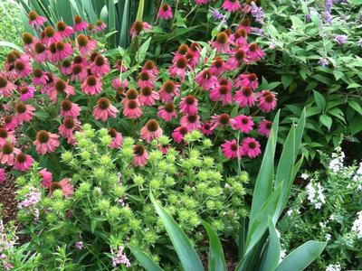 Flower garden with coneflower