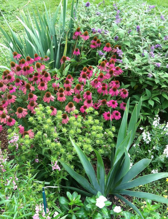 Flower garden with coneflower