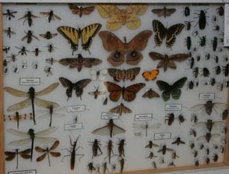 Insect collection