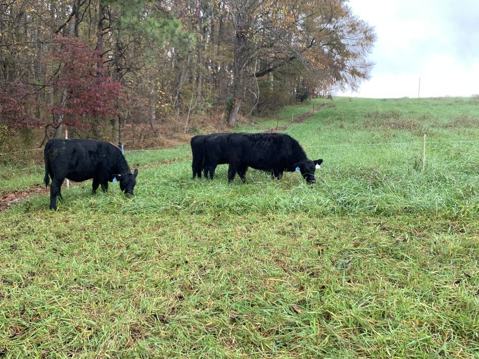 Heifers rotating onto ungrazed stockpiled tall fescue