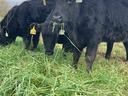 Black cows grazing in grassy field, one chewing grass, ear tags reading 6225 and G178