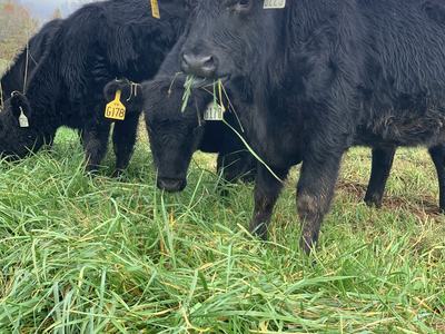 Black cows grazing in grassy field, one chewing grass, ear tags reading 6225 and G178