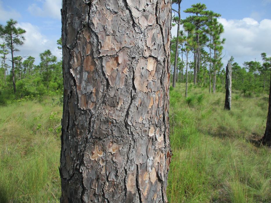 A very mature longleaf pine