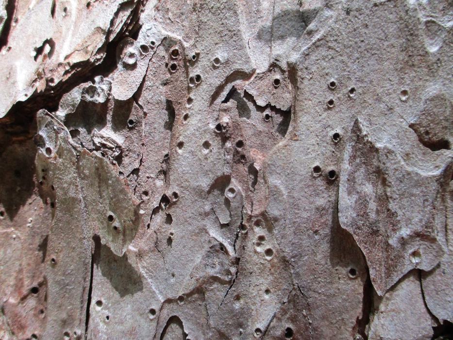 Bark with holes