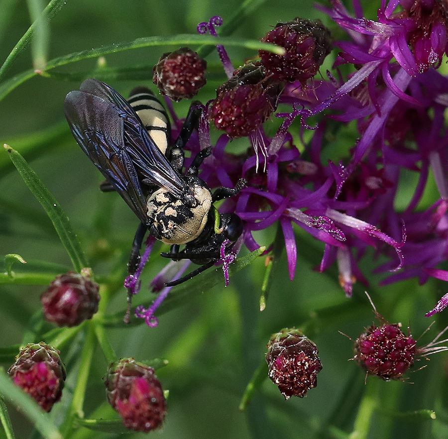 Concave cuckoo bee on threadleaf ironweed