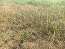 Dry brown grass with scattered taller green grass shoots and small clumps