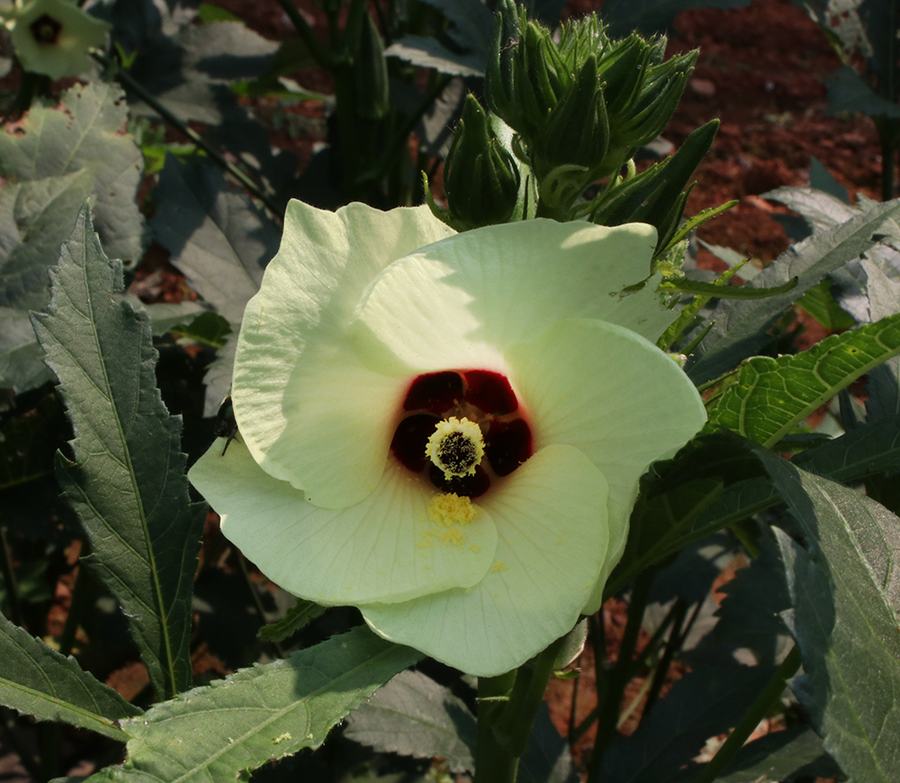 Okra blossom