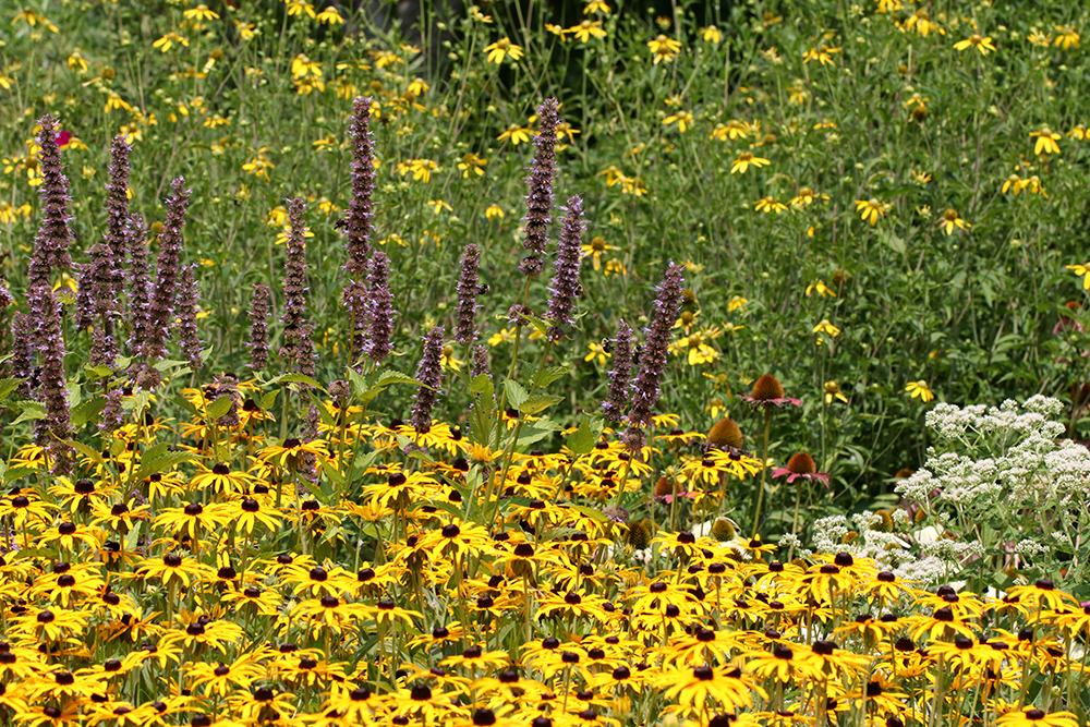 Orange coneflower, anise hyssop, and green-headed coneflower.