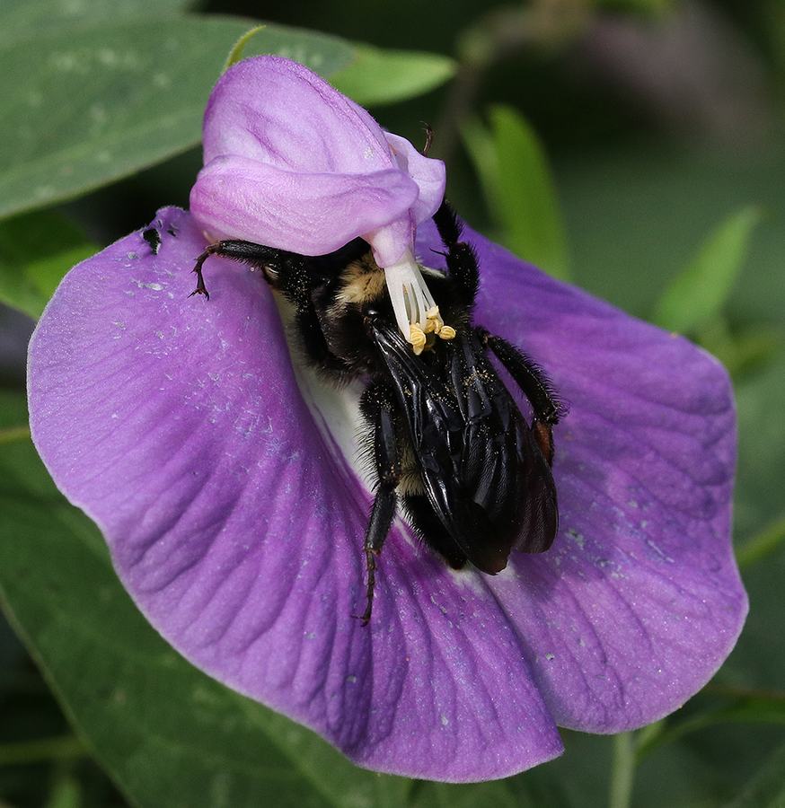Bee on purple flower