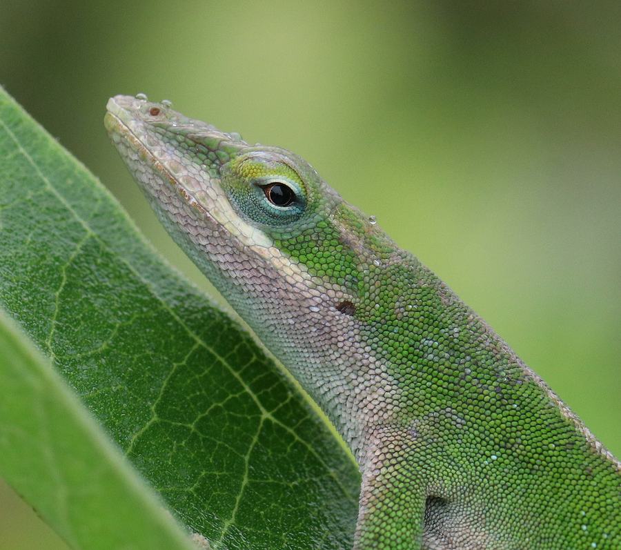 Carolina anole on common milkweed