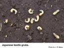 Japanese beetle grubs: several creamy, C-shaped grubs on dark soil