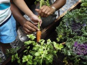 Hands (adult and child) pulling a carrot from a garden bed with leafy greens