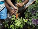 Hands (adult and child) pulling a carrot from a garden bed with leafy greens