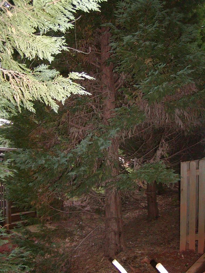 leyland cypress needle drop