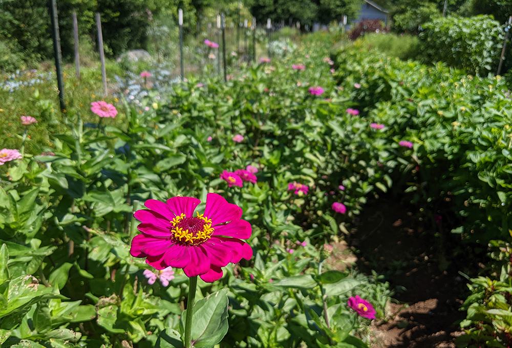 Zinnias