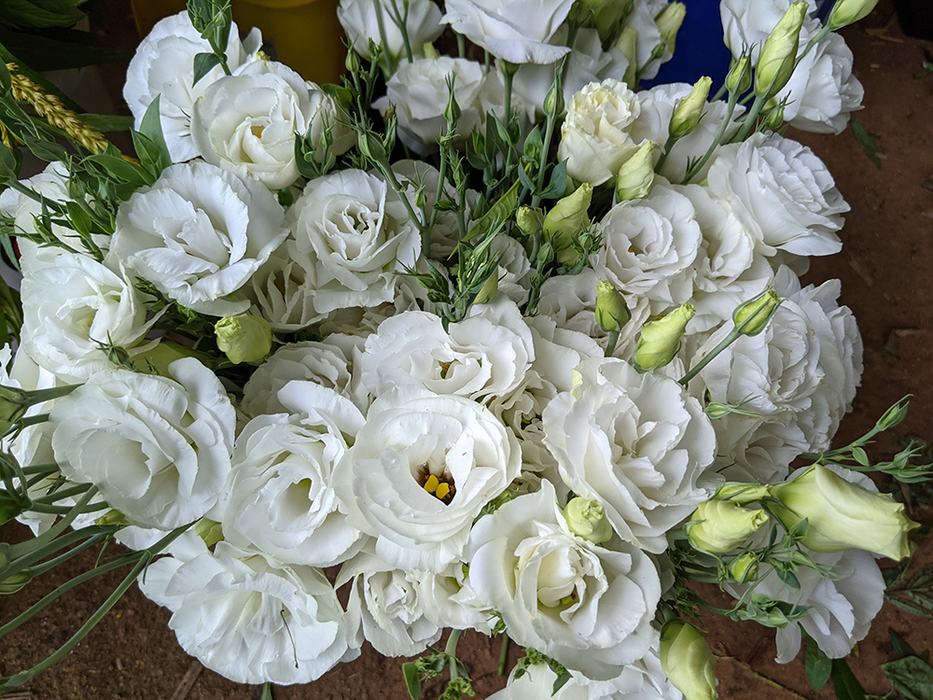 Bucket of Lisianthus