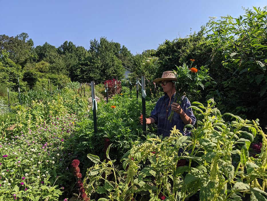 Woman harvesting flowers 