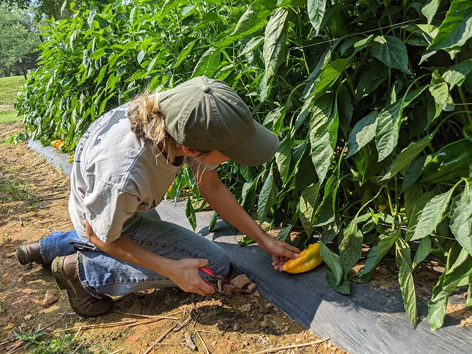 Woman picking peppers