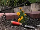 Yellow-orange marigolds beside a red-handled trowel on soil by brick edging