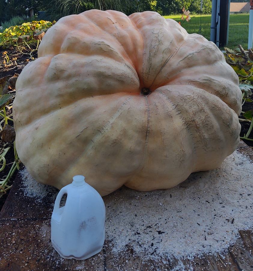 Large pumpkin next to gallon jug
