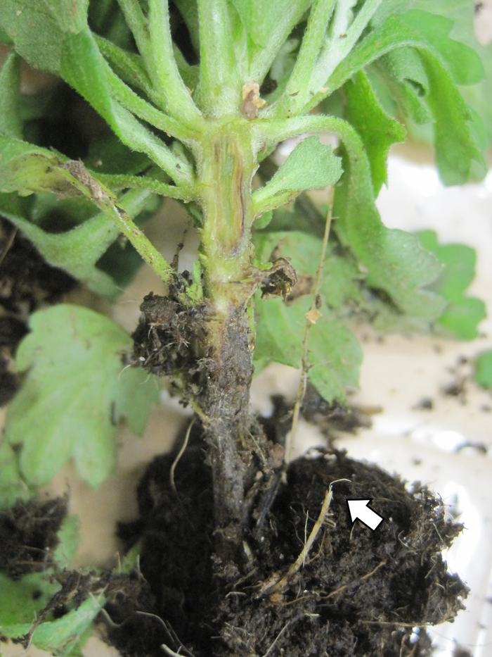 lower stem rot and vascular streaking of mum with Pythium