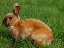 Brown rabbit sitting in green grass, facing left