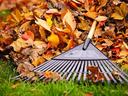Black Rake Raking Orange Leaves