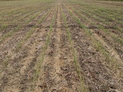 Field with thin seedling rows on dry soil under partly cloudy sky