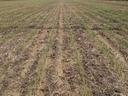 Field with thin seedling rows on dry soil under partly cloudy sky