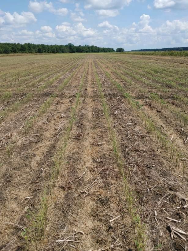 Field of vegetative-stage soybean defoliated from fall armyworm