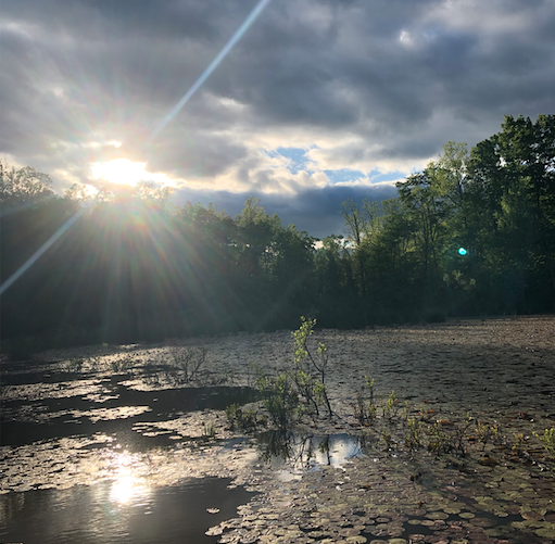 Lake with lily pads and sun shining