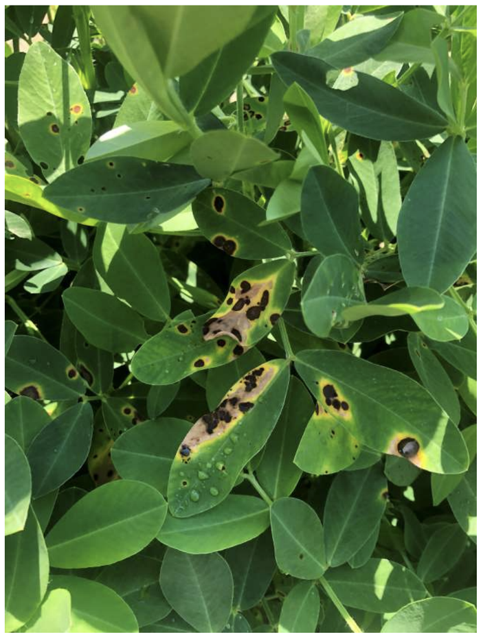 Brown spots on leaves